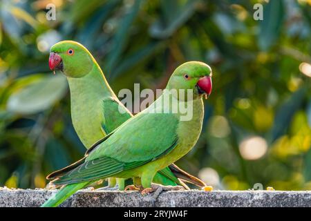 A Cross of rose ringed parrots Stock Photo