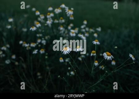 Wild daisy flowers growing on meadow, white chamomiles on green grass background. Oxeye daisy, Leucanthemum vulgare, Daisies, Dox-eye, Common daisy Stock Photo
