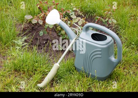 Watering can and rake next to a bush of roses with green grass. Garden ...