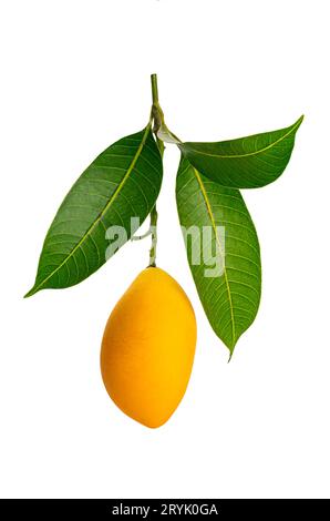 Single ripe sweet yellow marian plum isolated on white background. Stock Photo
