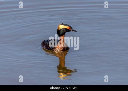 The horned grebe or Slavonian grebe (Podiceps auritus) Stock Photo