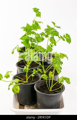 Fresh organic celery growing in the pot isolated on white background Stock Photo
