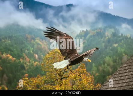 Bald Eagle in flight, Austria Stock Photo