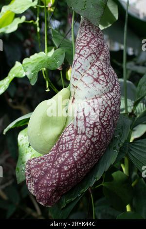 The flower of the Aristolochia grandiflora plant the pelican flower growing on a vine in the palm house at the Garden Society Park, Gothenburg Sweden Stock Photo