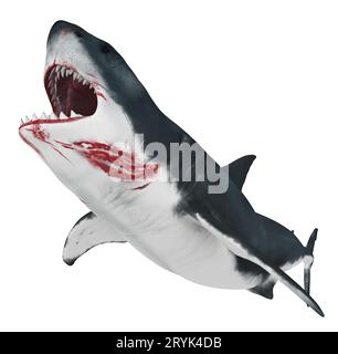 Great white shark isolated on white background Stock Photo