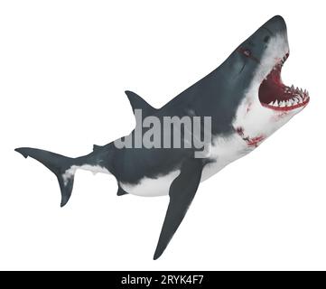 Great white shark isolated on white background Stock Photo