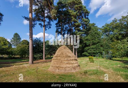 A traditional style small round conical haystack in the Pinetum at RHS Garden Wisley, Surrey, south-east England in early autumn Stock Photo