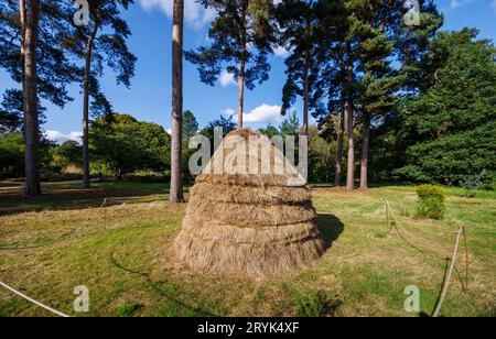 A traditional style small round conical haystack in the Pinetum at RHS Garden Wisley, Surrey, south-east England in early autumn Stock Photo