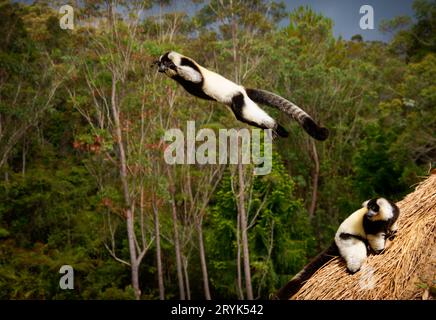 Black and White Ruffed Lemur - Varecia variegata  endangered species of ruffed lemur, endemic to Madagascar, jumping and climbing mammal relative to m Stock Photo