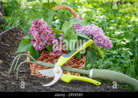 Wicker basket with lilac flowers, a pruner and a rake on the trunk of the fallen tree. Stock Photo