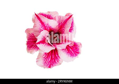 Single beautiful blooming tropical flower pink adenium, desert rose isolated on white background. Stock Photo