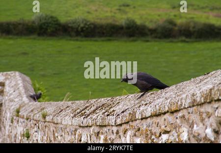 Western jackdaw sitting on a medieval brickwork wall, grown with lichens Stock Photo