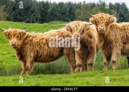 Three beautiful, shaggy Highland cows facing camera, one cow is poking her tongue out, stood in lush green pasture with forest behind.  Yorkshire Dale Stock Photo