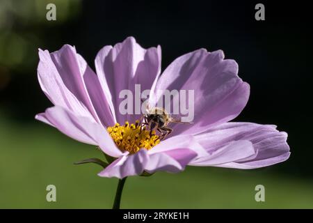 Hoverfly Syrphus RibesII Hoverfly on Pink Cosmos Daisy Stock Photo