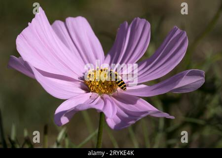 Hoverfly Syrphus RibesII Hoverfly on Pink Cosmos Daisy Stock Photo