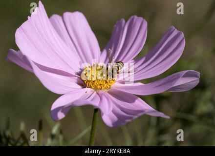 Hoverfly Syrphus RibesII Hoverfly on Pink Cosmos Daisy Stock Photo