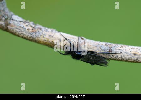 Bibio marci Family Bibionidae Genus Bibio St. Mark's fly Hawthorn fly Mosquito wild nature insect wallpaper, photography, picture Stock Photo