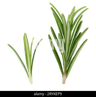 Rosemary sprigs on a white isolated background Stock Photo