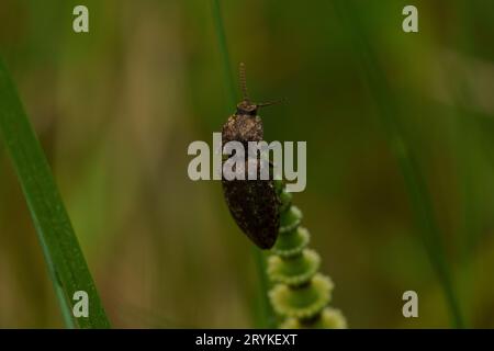 Dingy Insect Mottled dingy-brown click beetle (Agrypnus murinus) Insecta Stock Photo ...