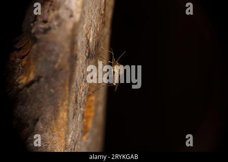 Culiseta annulata Family Culicidae Genus Culiseta Banded house mosquito wild nature insect wallpaper, photography, picture Stock Photo