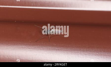 Family Chaoboridae Phantom midge Glassworm Mosquito wild nature insect ...