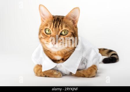 Portrait of a cute cat in a white shirt isolated on a white background. Stock Photo