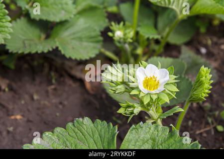 Flowering strawberry bushes at the garden in springtime Stock Photo