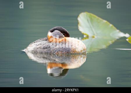 Red-necked grebe rests in the calm lake water. Stock Photo