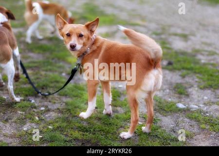 Red-haired mongrel small dog portrait Stock Photo