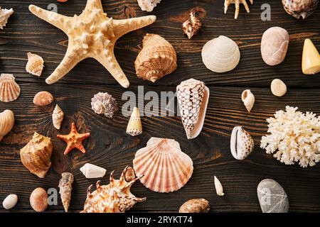 Set of different Seashells and starfish on dark wooden background, flat lay, top view Stock Photo