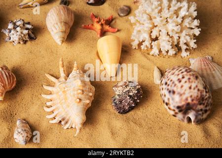 Collection of different seashells and starfish on sandy beach background Stock Photo