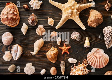 Set of different Seashells and starfish on dark wooden background, flat lay, top view Stock Photo
