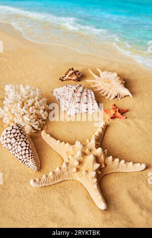Beautiful summer beach background with different seashells and starfish on sandy seashore and turquoise water Stock Photo