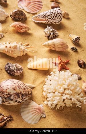 Collection of different seashells and starfish on sandy beach background Stock Photo