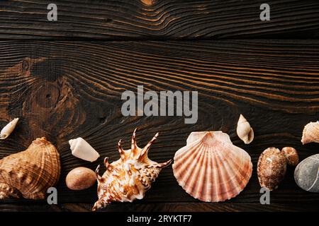 Seashells on the dark wooden background with copy space. Flat lay, top view Stock Photo