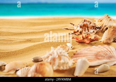 Beautiful summer beach background with different seashells and starfish on sandy seashore and turquoise water Stock Photo