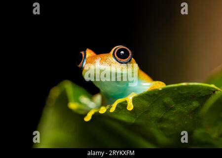 Green Bright-Eyed Frog, Boophis Viridis, Andasibe-Mantadia National Park, Madagascar wildlife Stock Photo