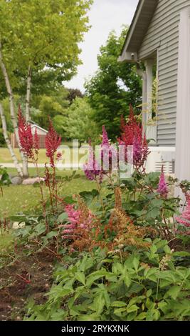 A garden along the side of a house filled with a variety of Astilbe flowering plants in Trevor, Wisconsin, USA Stock Photo