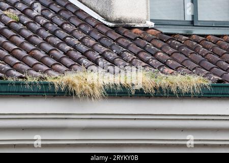 Herbs and vegetation growing in a blocked gutter of a building Stock Photo
