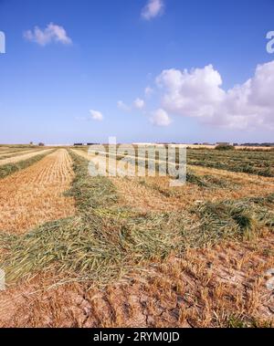Kibbutz field after harvest Stock Photo - Alamy
