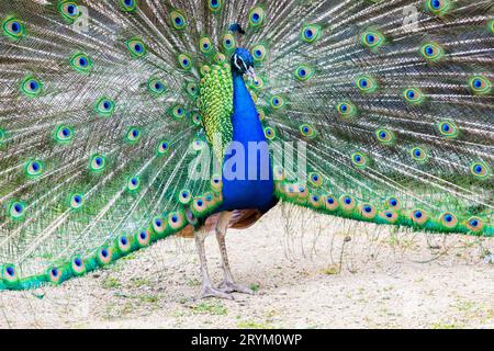 Peacock portrait. Beautiful colourful peackock feather Stock Photo