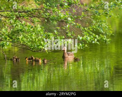 Ducks follow me, cute ducklings (duck babies) following mother Stock Photo