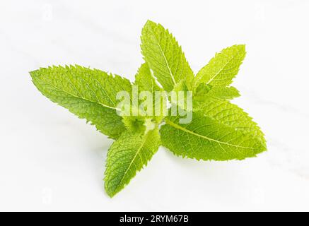 Fresh Spearmint isolated on white marble background Stock Photo