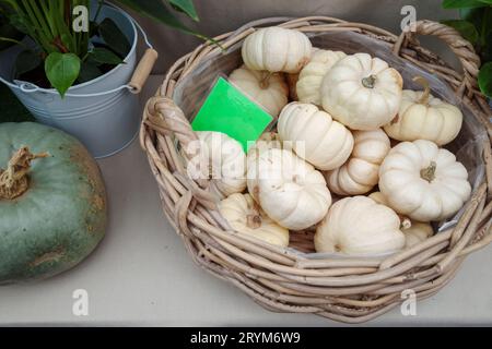 Top view, pile of mini white pumpkins in the weave round bucket lay on white table. Stock Photo