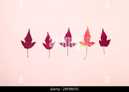 Multicolored autumn leaves pattern on pink background Stock Photo