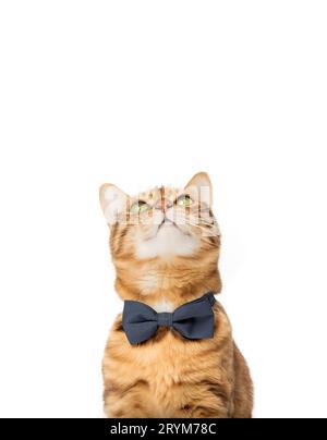 A cute red cat sits in a bow tie on a white background. Stock Photo
