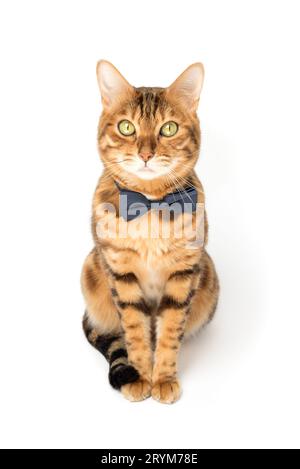 A cute red cat sits in a bow tie on a white background. Stock Photo