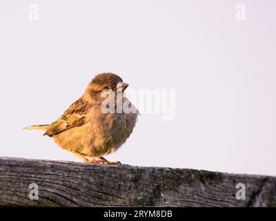 Baby house sparrow on a wooden fence Stock Photo