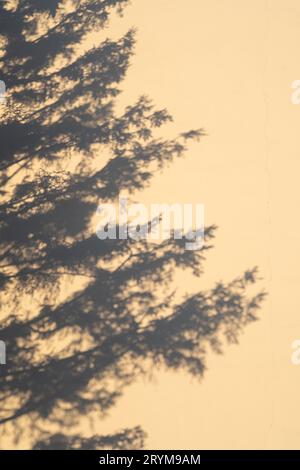 The shadow of a fir tree on the wall in the light of the setting sun. Stock Photo