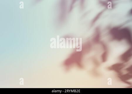 Natural foliage shadow on gradient paper background. Abstract pastel floral backdrop. Soft light Stock Photo